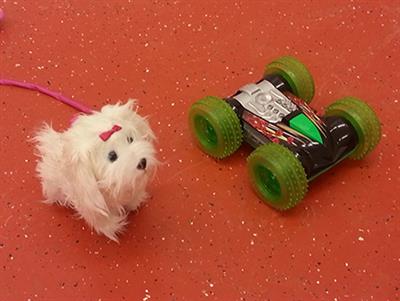 Motivational Factors Underlying Problem Solving: Comparing Wolf and Dog Puppies' Explorative and Neophobic Behaviors at 5, 6, and 8 Weeks of Age